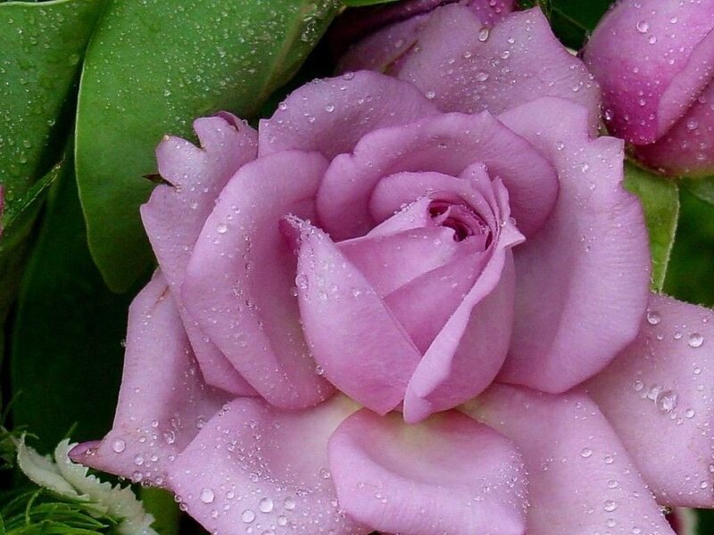 Purple Rose with Water Droplets — Pink