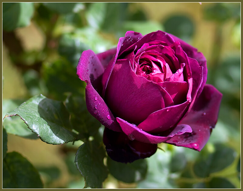 Purple Rose with Water Droplets — Serene, Afternoon