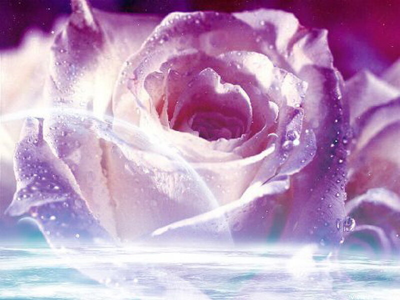 Purple Rose with Water Droplets — Serene, Digital Art