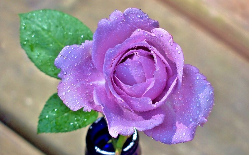 Purple Rose with Water Droplets — Serene, Morning, Photograph, Green Leaves, Blue Vase