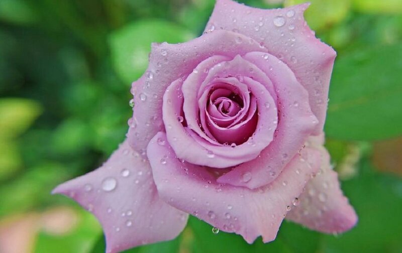 Purple Rose with Water Droplets — Serene, Morning, Photograph