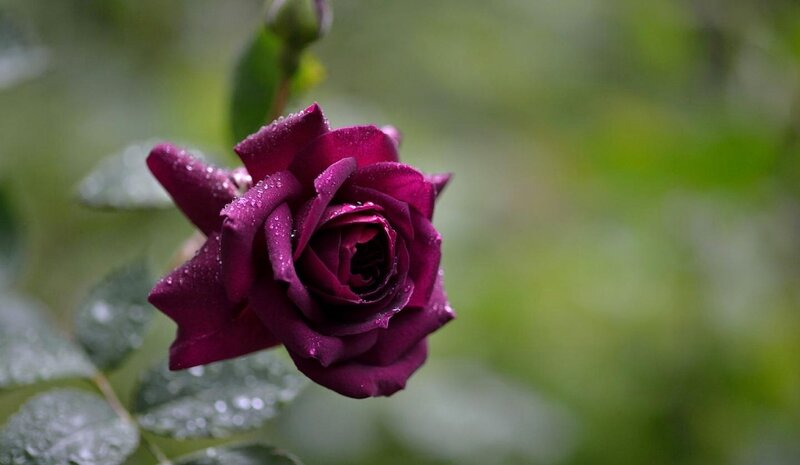Purple Rose with Water Droplets — Serene, Photograph, Flower