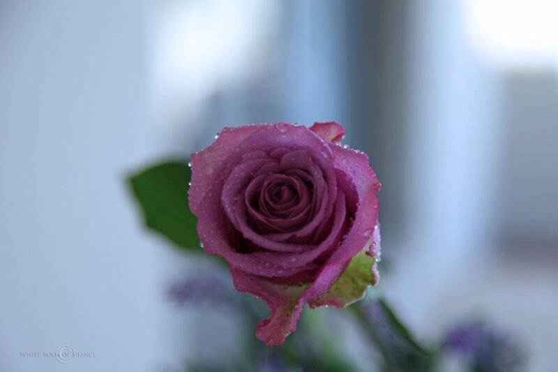 Purple Rose with Water Droplets — Serene, Photograph, Green Leaf