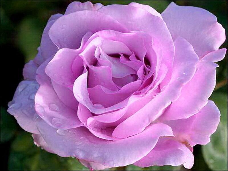 Purple Rose with Water Droplets — Serene, Photograph, Water Droplets, Green Leaves