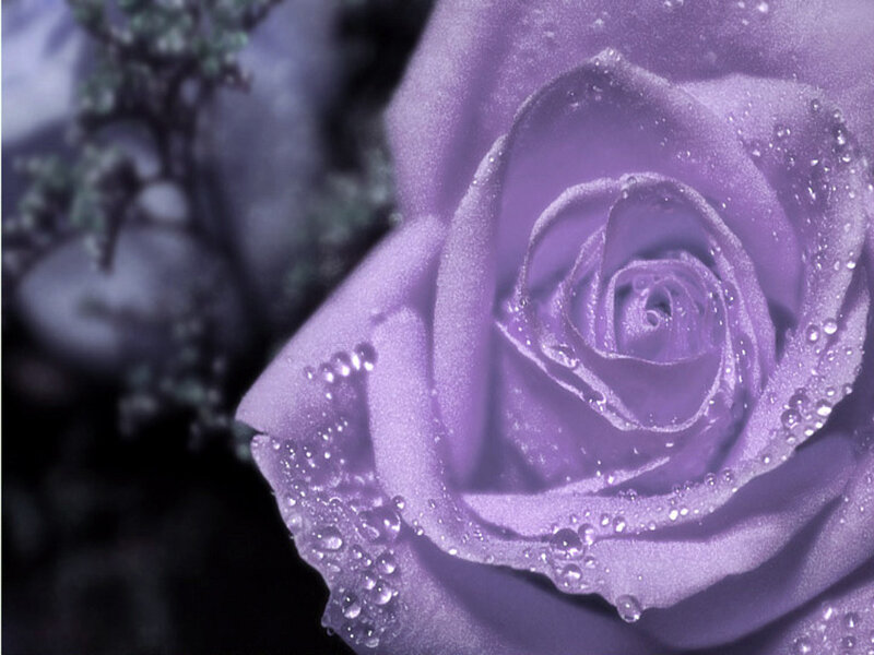 Purple Rose with Water Droplets — Serene, Photograph, Water Droplets, Greenery