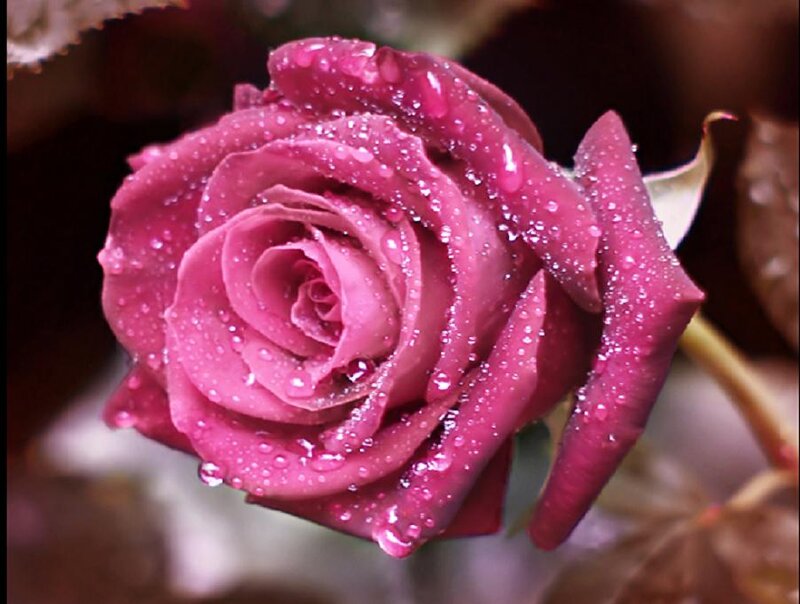 Purple Rose with Water Droplets — Serene, Photograph, Water Droplets, Leaf