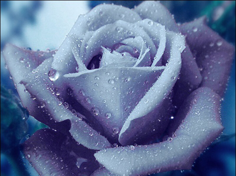 Purple Rose with Water Droplets — Serene, Photograph, Water Droplets
