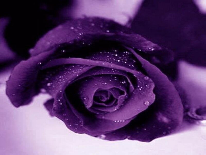 Purple Rose with Water Droplets — Serene
