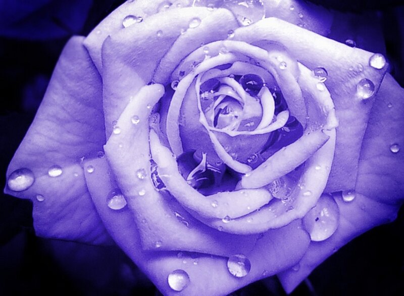 Purple Rose with Water Droplets — Serene, Water Droplets
