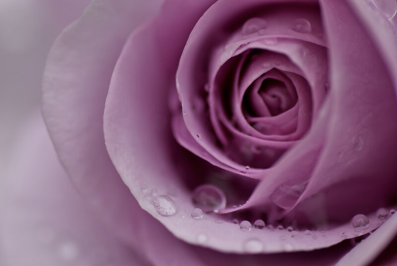 Purple Rose with Water Droplets — White