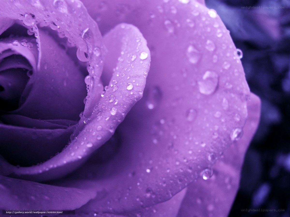 Purple rose with water droplets