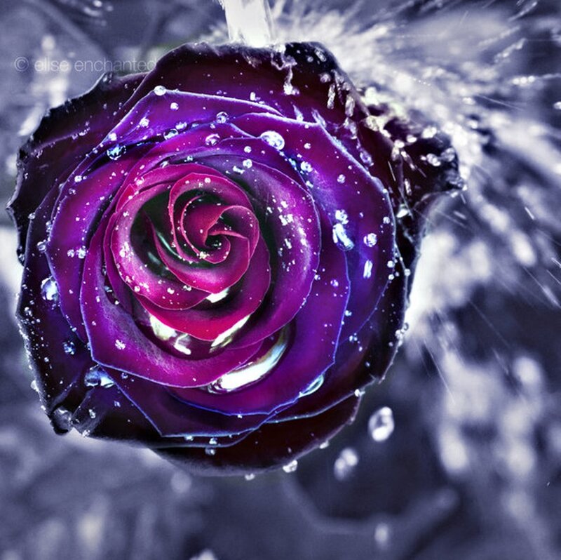 Purple Rose with Water