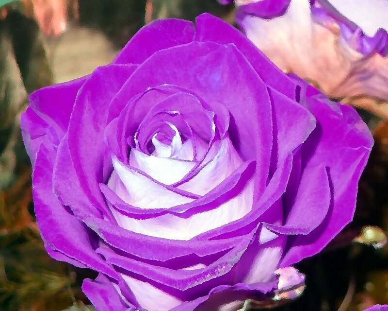 purple rose with white center