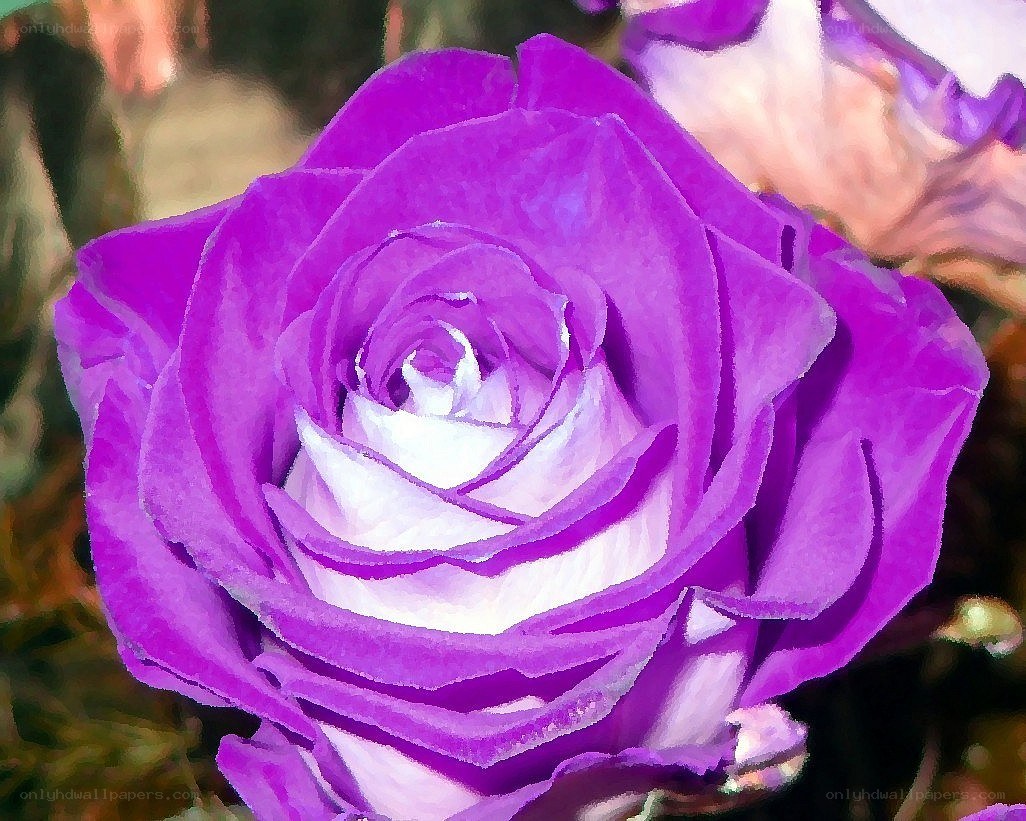 purple rose with white center