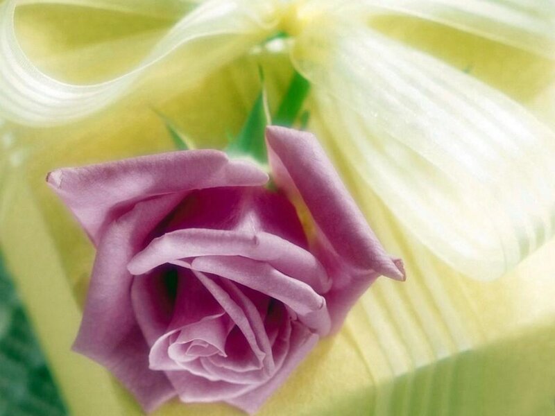 purple rose with yellow ribbon