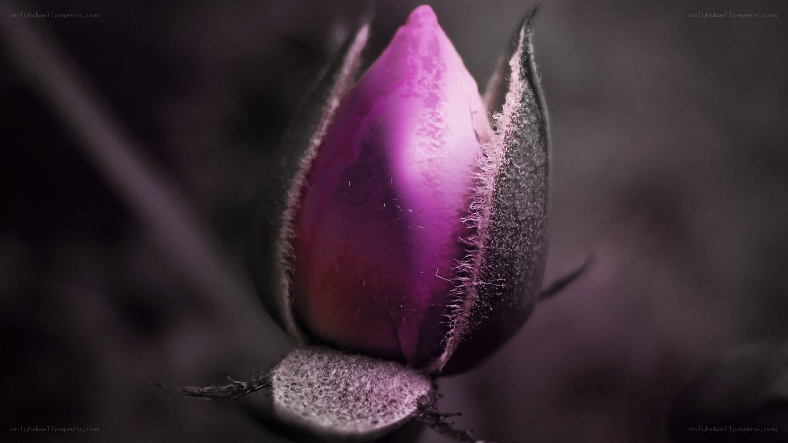 purple rosebud in bloom