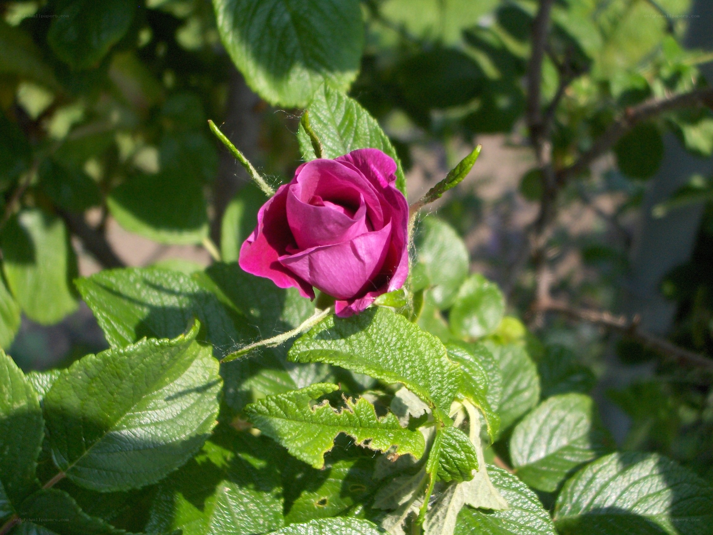 purple rosebud in sunlight