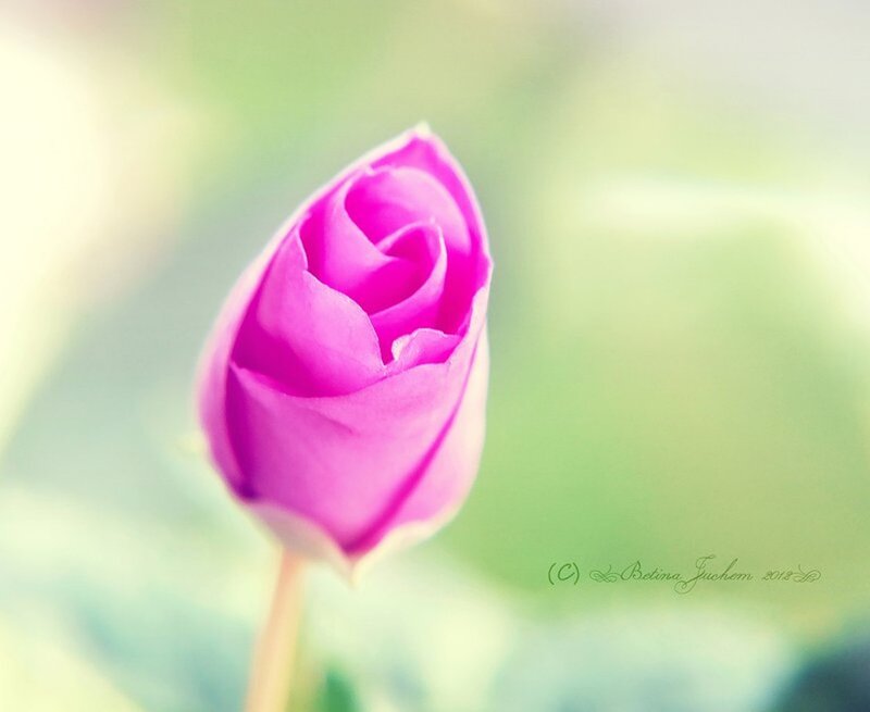 Purple Rosebud