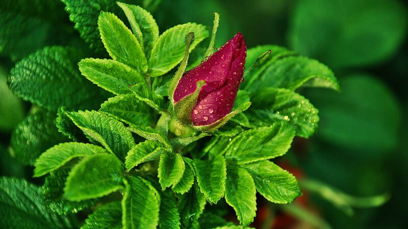 Purple Rosebud with Leaves