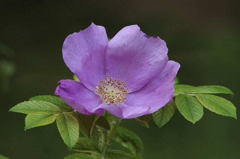 Purple Rosehip Flower — Calm