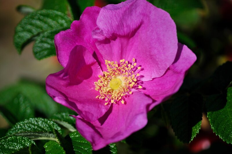 Purple Rosehip Flower — Natural