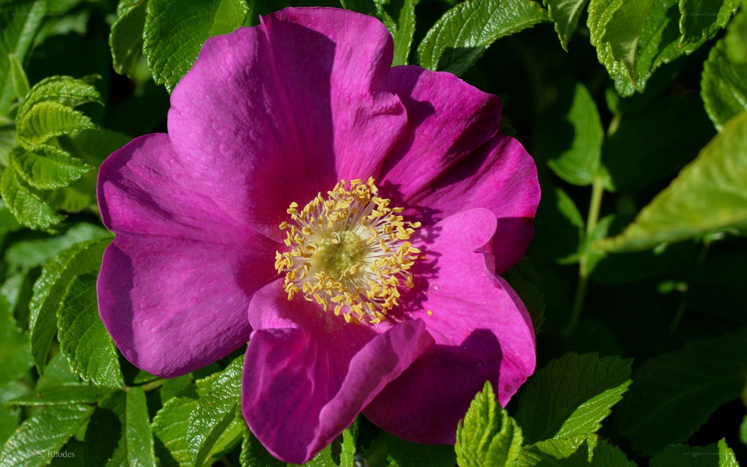 purple rosehip flower