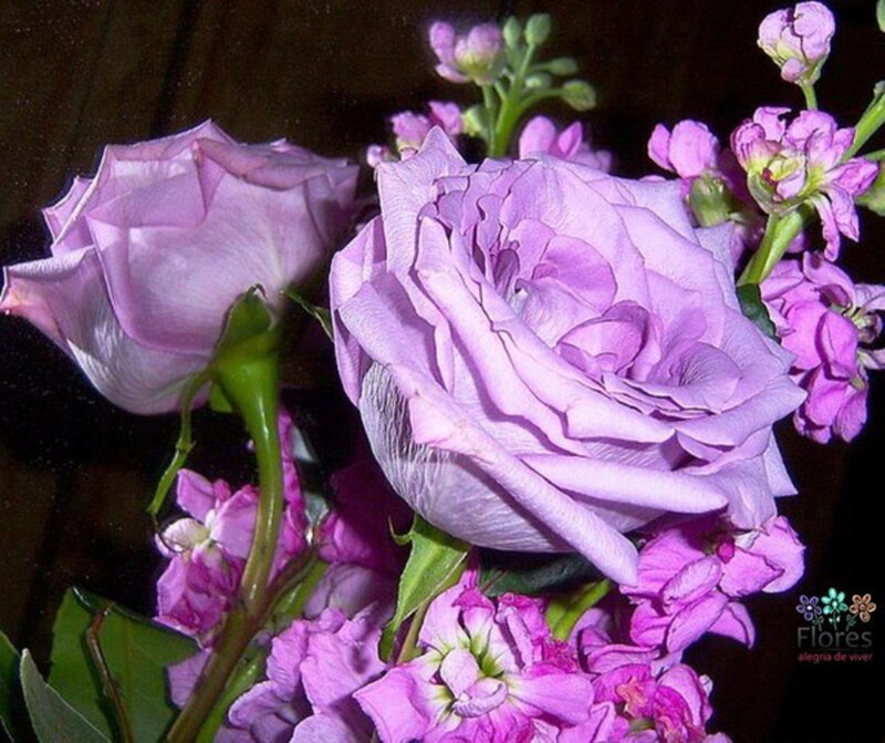 Purple Roses and Flowers — Calm