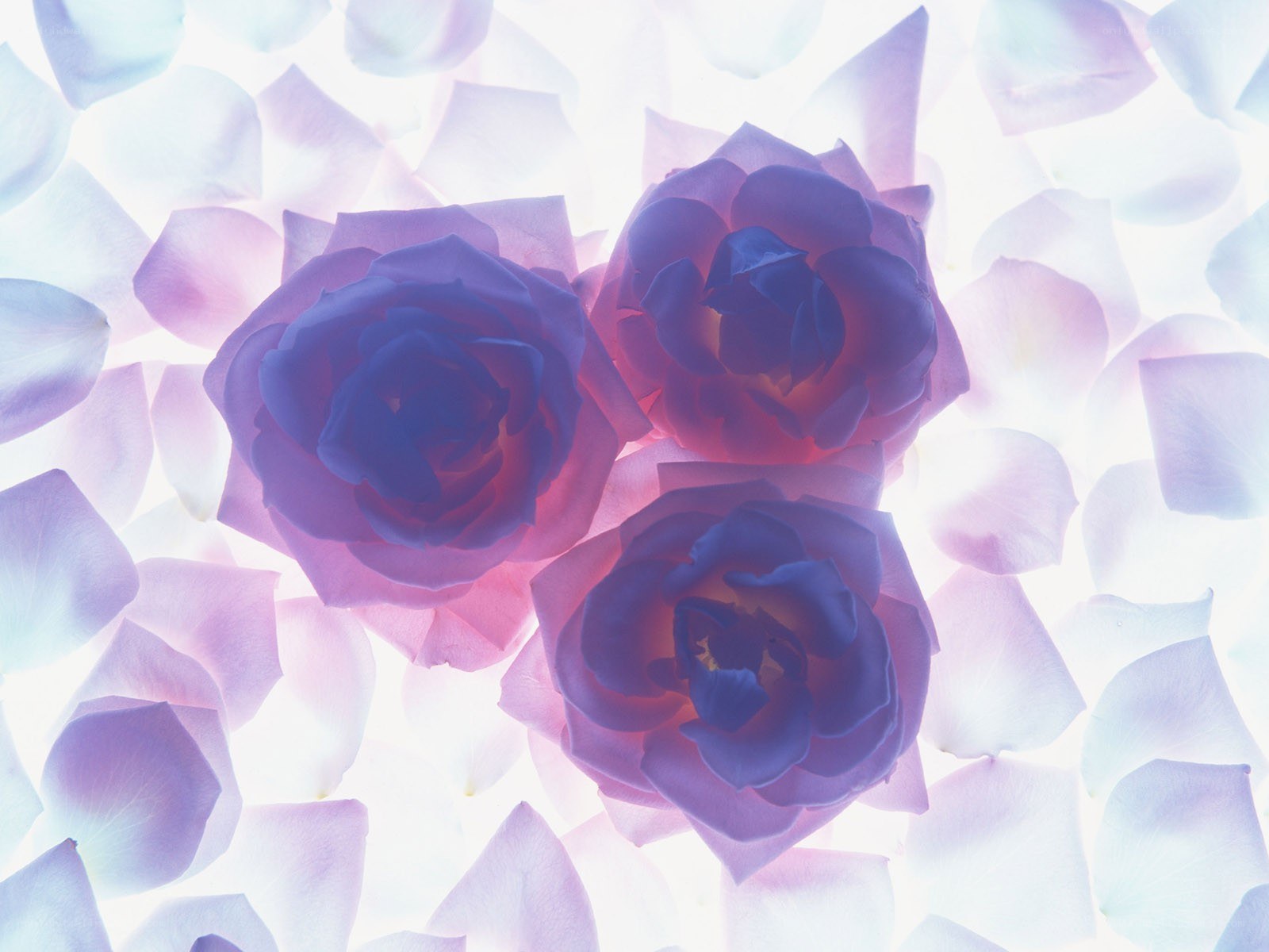 Purple roses and petals
