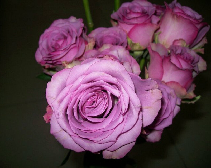 Purple Roses Bouquet — Calm, Photograph