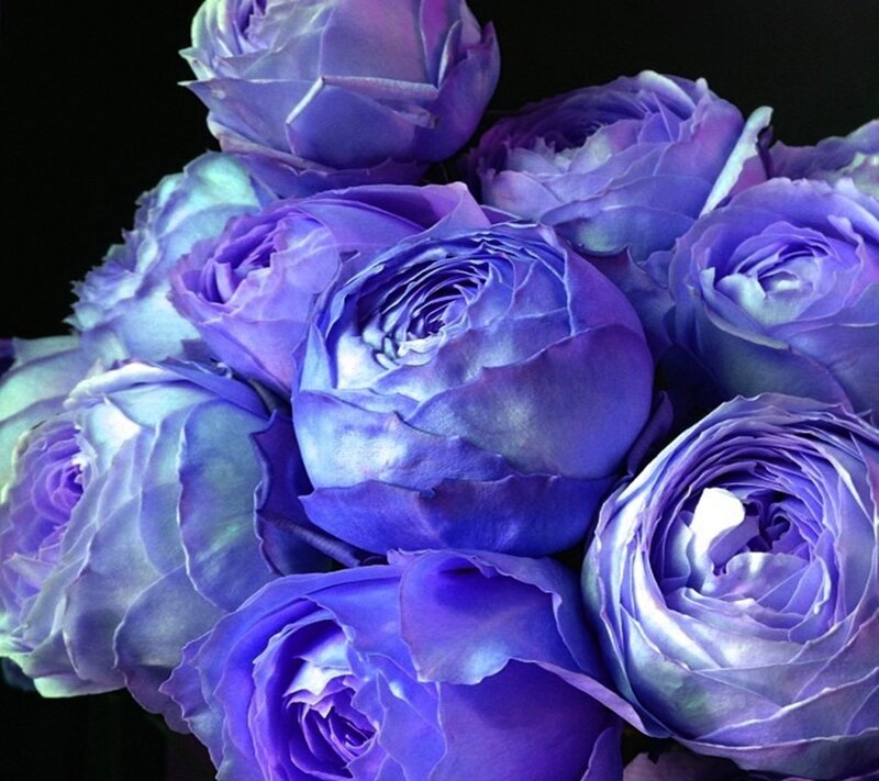 Purple Roses Bouquet — Dramatic, Photograph