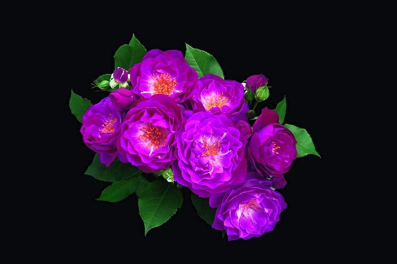 Purple Roses Bouquet — Dramatic
