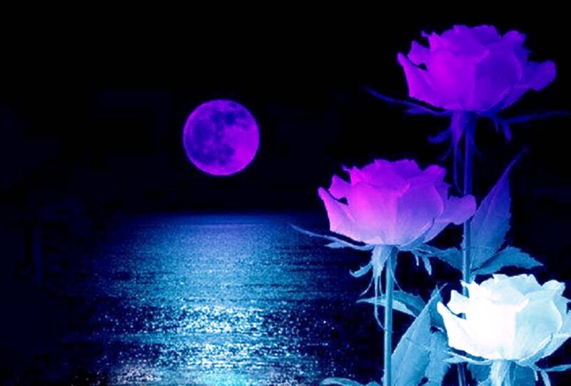 Purple Roses by Water