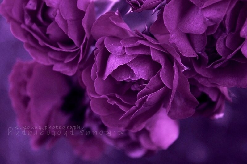 Purple Roses Close-up