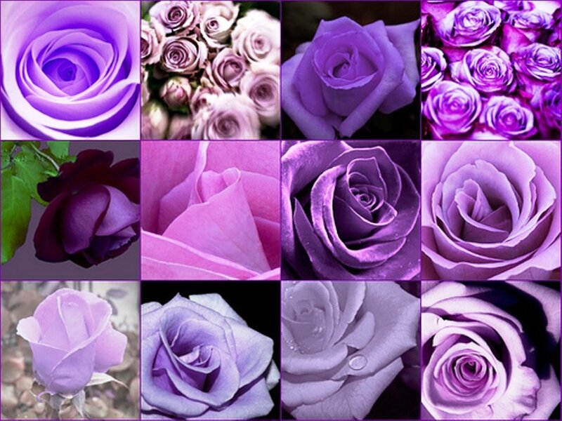 Purple Roses Collage