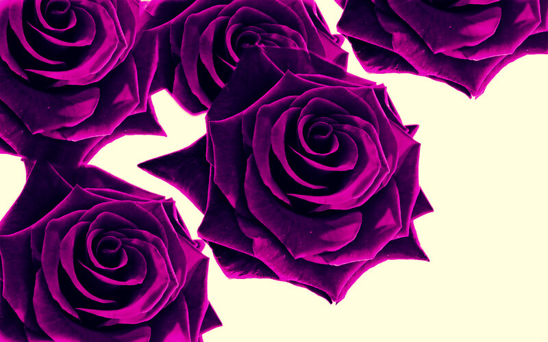 Purple Roses — Dramatic