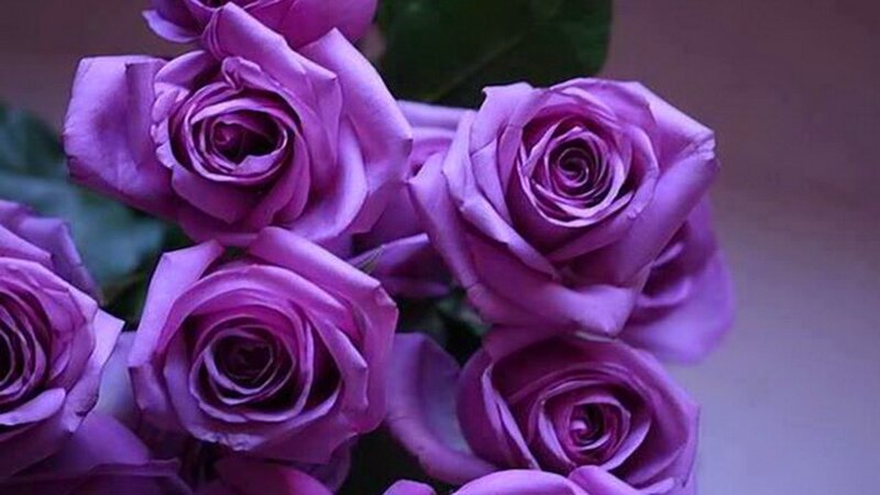 Purple Roses in a Bouquet — Calm, Photograph, Flowers, Leaves
