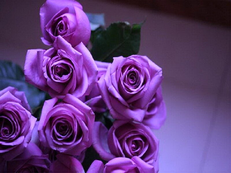 Purple Roses in a Bouquet — Calm, Photograph, Leaves