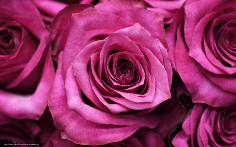 Purple Roses in a Bouquet — Calm, Photograph, Petals
