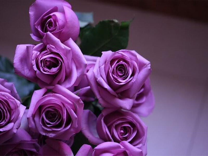 Purple Roses in a Bouquet — Calm, Photograph