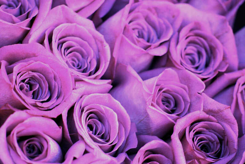 Purple Roses in a Bouquet — Calm