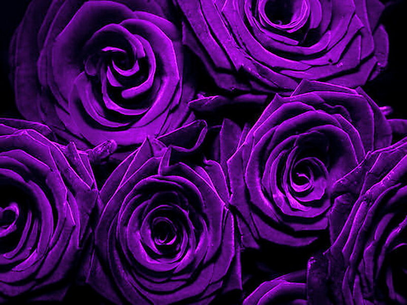 Purple Roses in a Bouquet — Dark