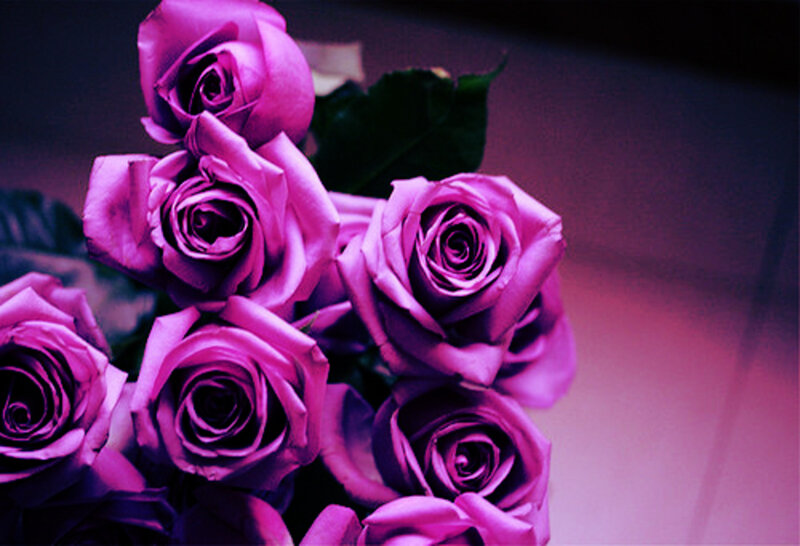 Purple Roses in a Bouquet — Dramatic