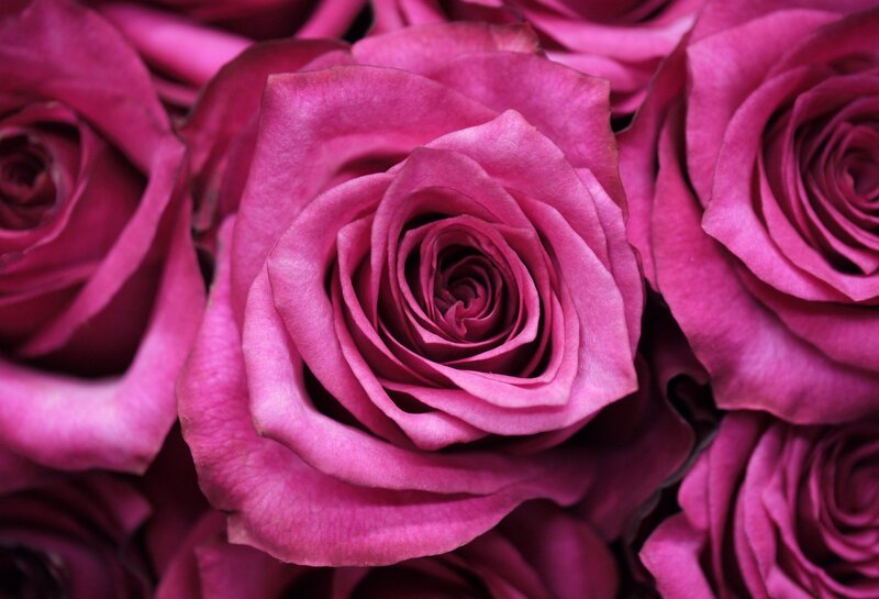 Purple Roses in a Bouquet — Magenta
