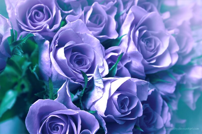 Purple Roses in a Bouquet — Serene
