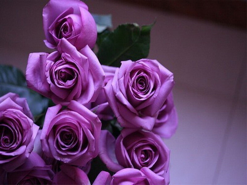 Purple Roses in a Bouquet