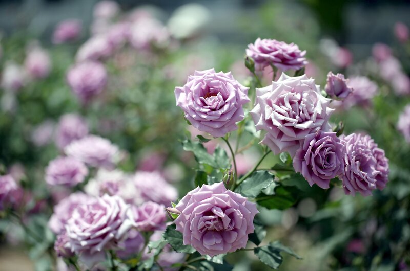 Purple roses in a garden