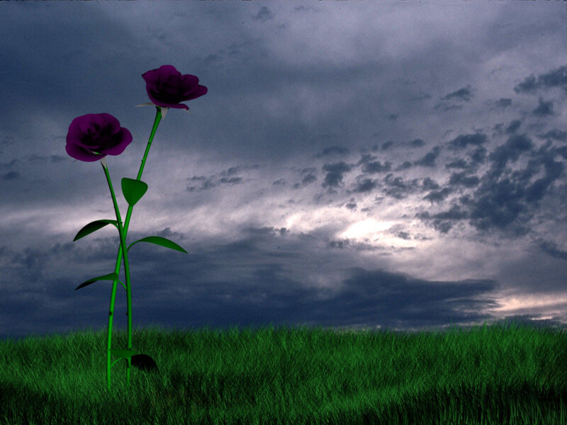 Purple roses in a stormy field