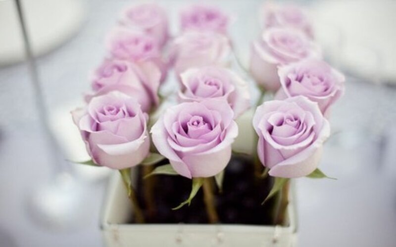 Purple Roses in a Vase — Calm