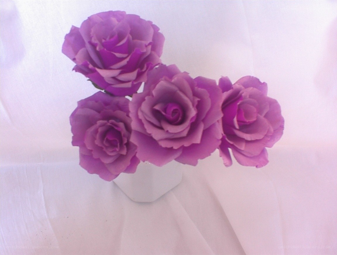 purple roses in a vase