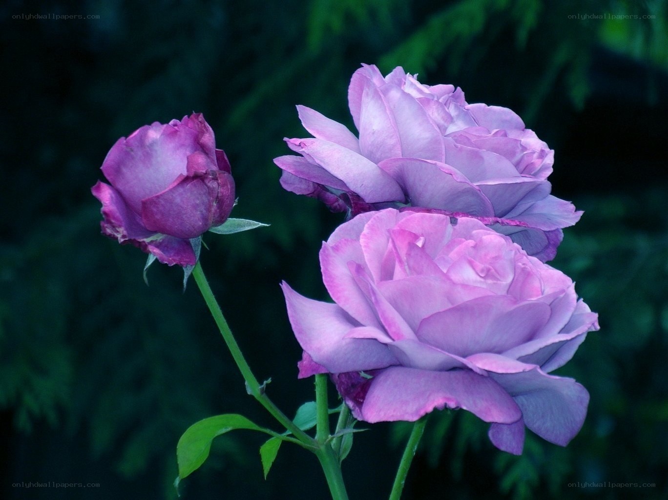 Purple roses in bloom